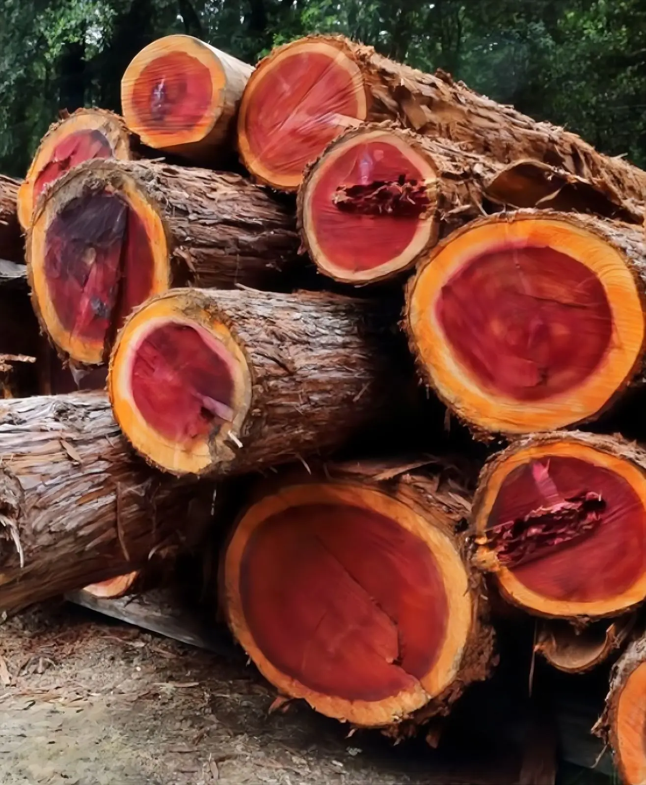 Pieces of Rosewood (Sandalwood) with an intense reddish color, used for luxury furniture.